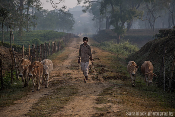 Early morning cattle herding